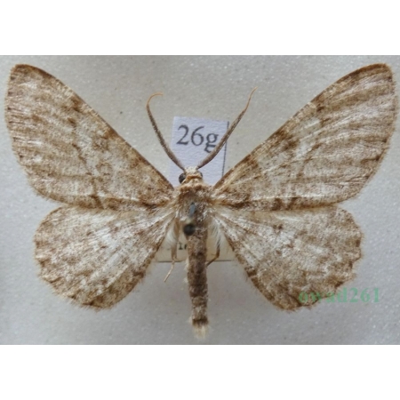 Hypomecis punctinalis (Scopoli, 1763) male Przylepek nakropek Czech26g